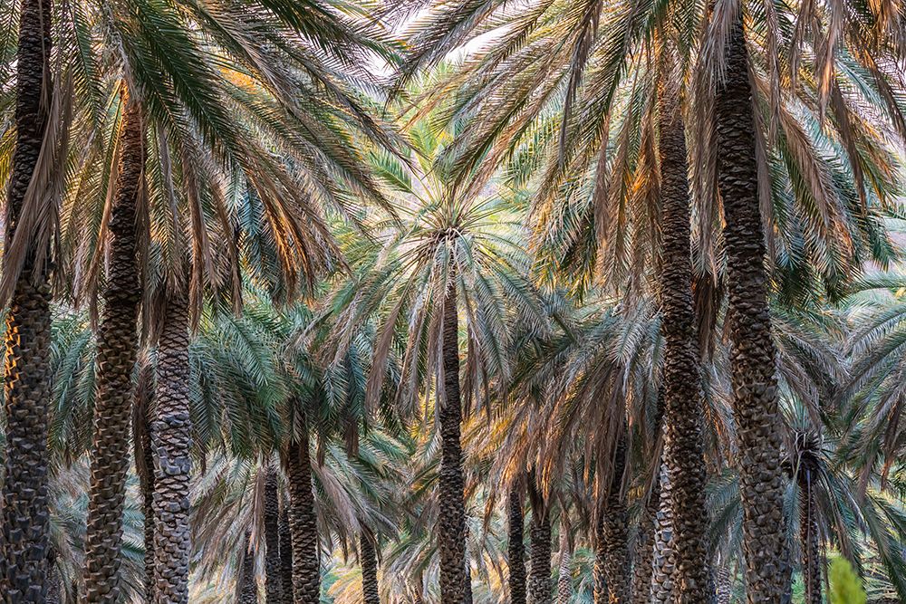 Middle East-Arabian Peninsula-Oman-Ad Dakhiliyah-Nizwa-Palm trees in Nizwa-Oman